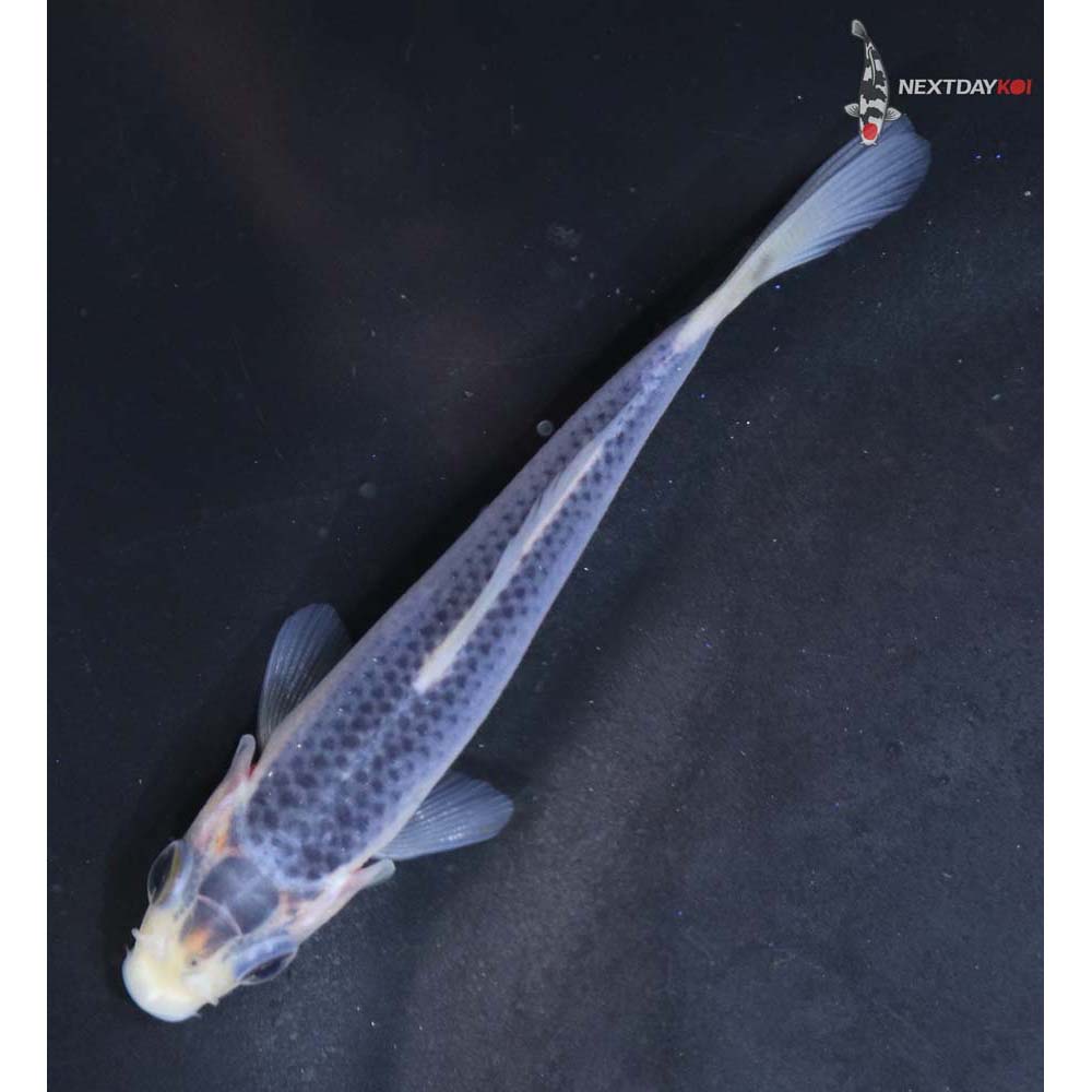 3.5” Imported Asagi