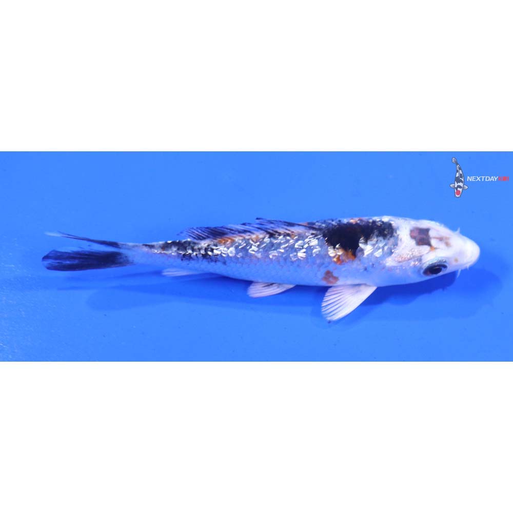 3.5” Imported Gin Rin Yamato Nishiki