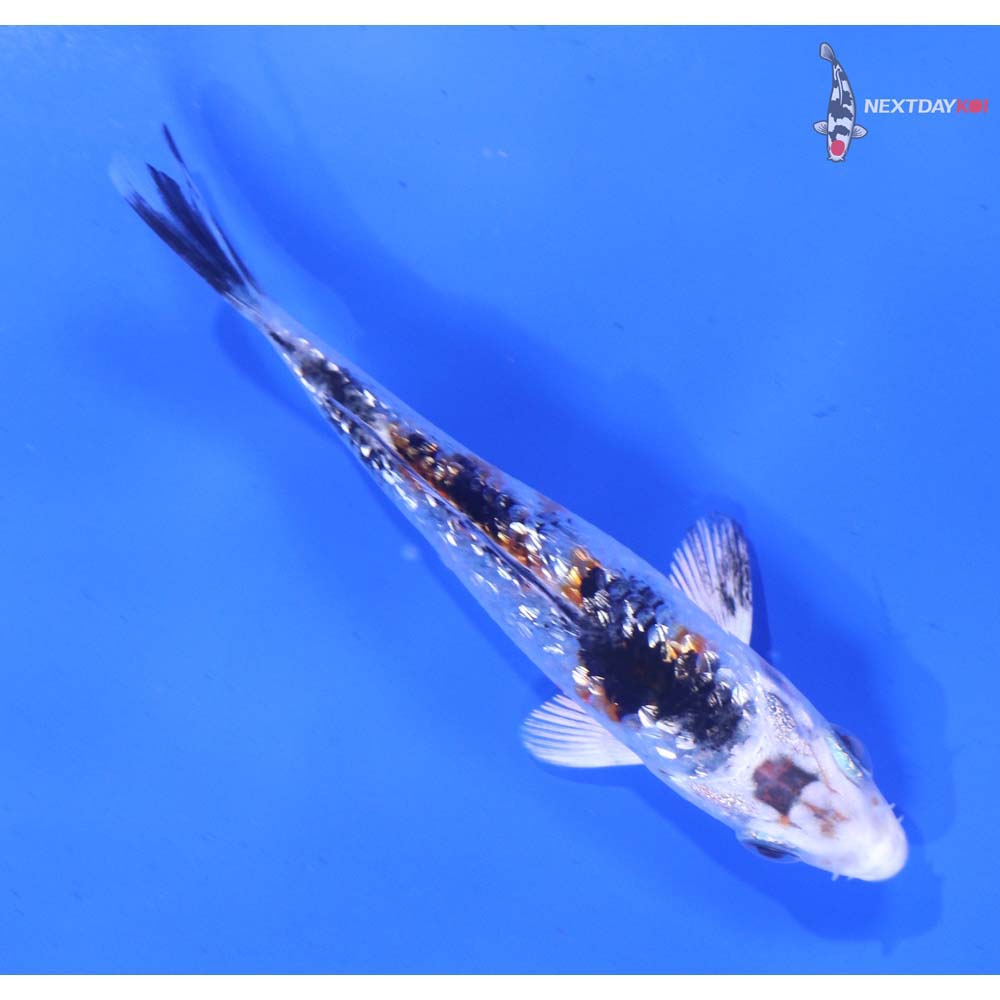 3.5” Imported Gin Rin Yamato Nishiki