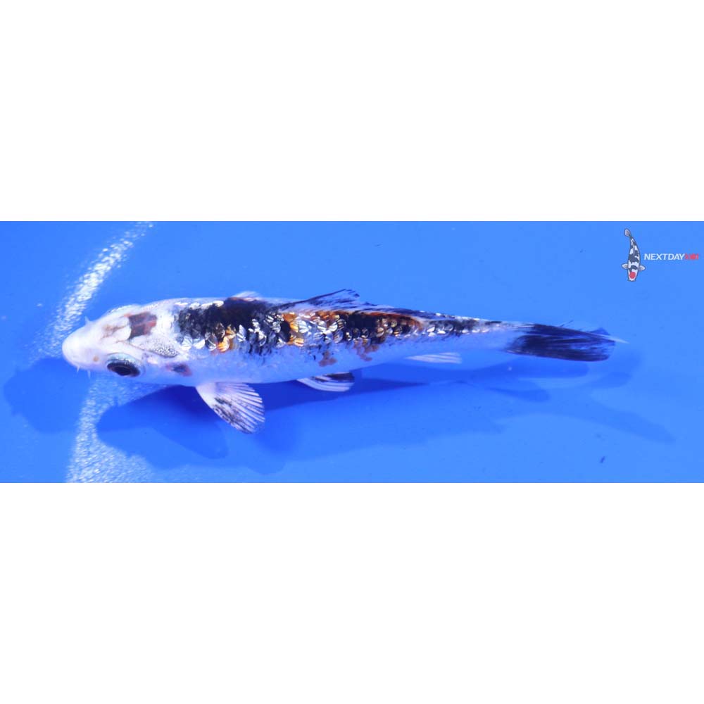 3.5” Imported Gin Rin Yamato Nishiki