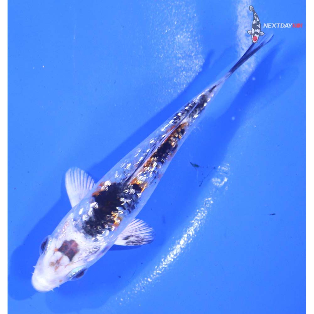 3.5” Imported Gin Rin Yamato Nishiki