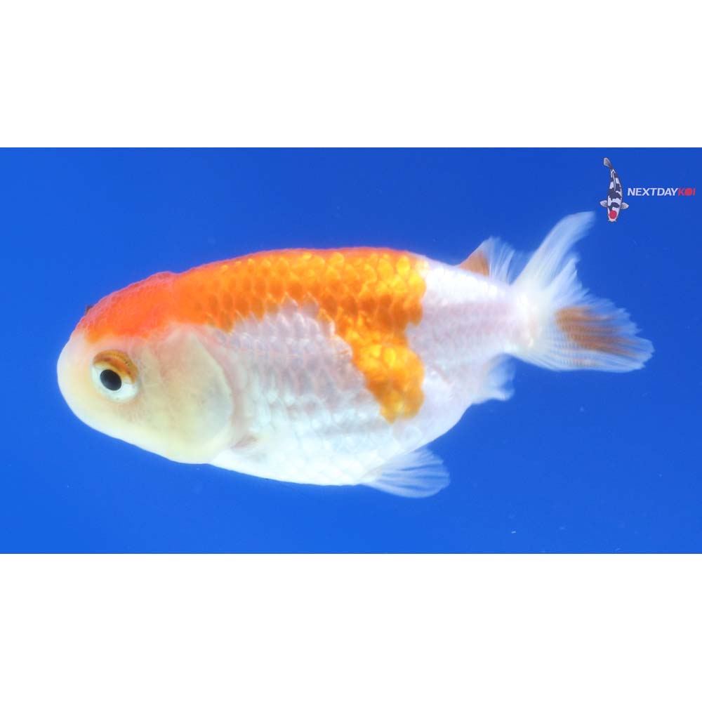 2.5” Imported Red and White Ranchu