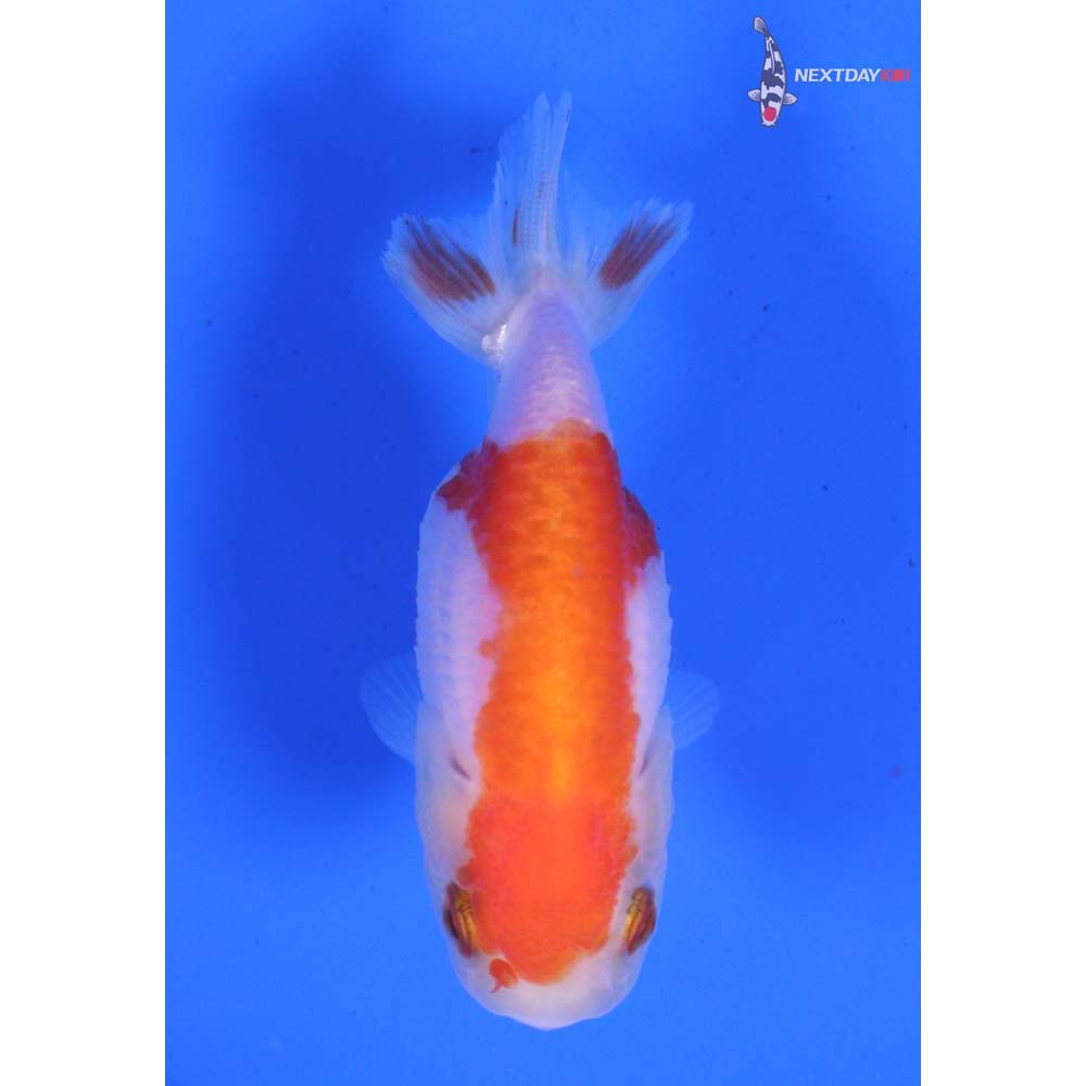 2.5” Imported Red and White Ranchu
