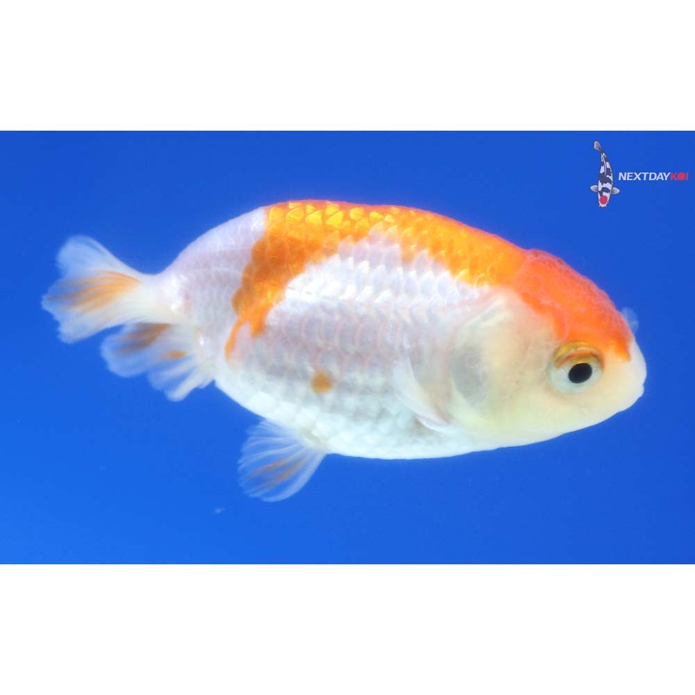 2.5” Imported Red and White Ranchu