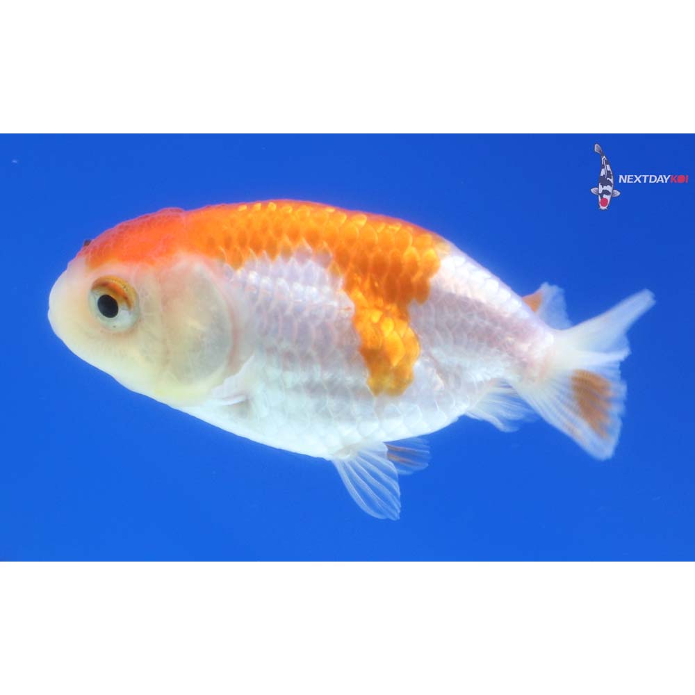 2.5” Imported Red and White Ranchu