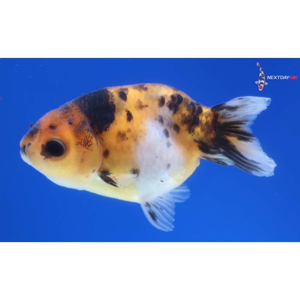 3” Imported Calico Ranchu
