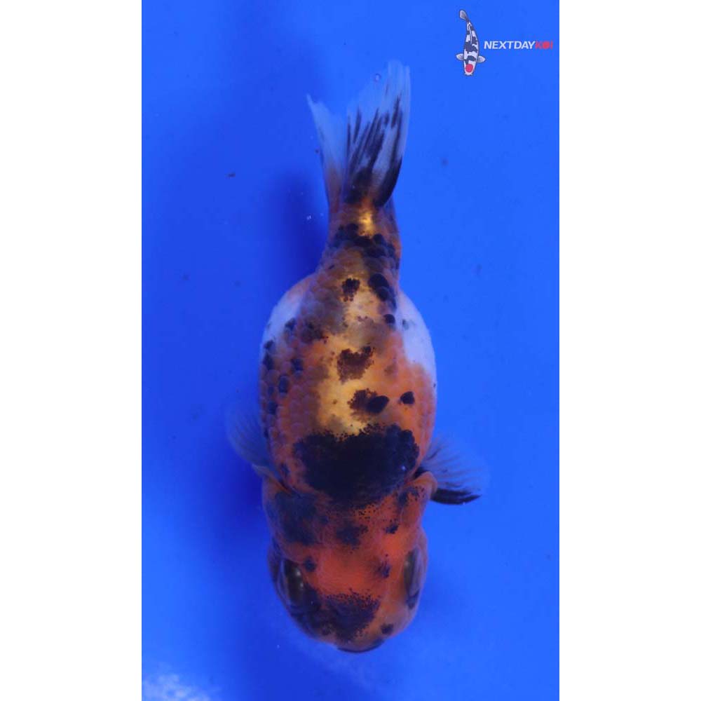 3” Imported Calico Ranchu