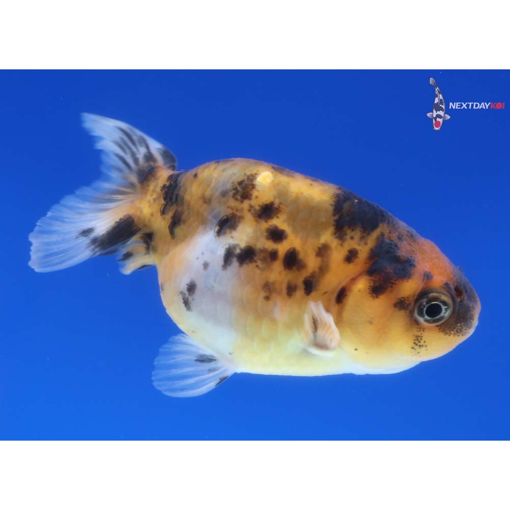 3” Imported Calico Ranchu