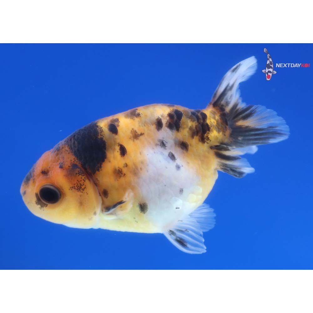 3” Imported Calico Ranchu