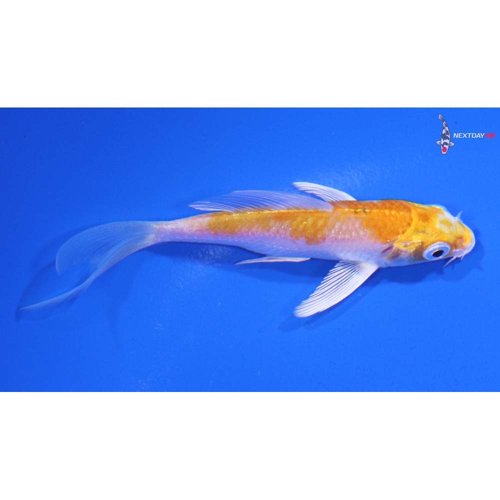 3.5” Imported Lemon Hariwake Butterfly Koi