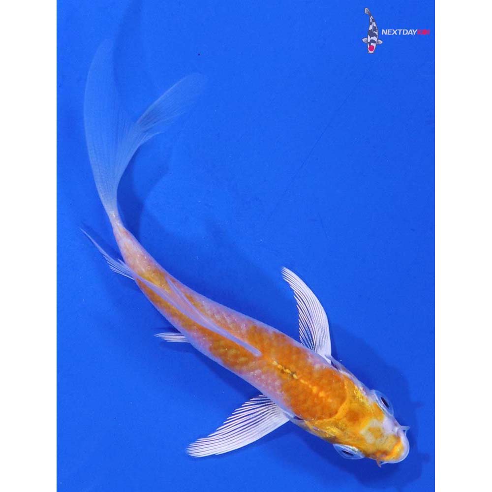 3.5” Imported Lemon Hariwake Butterfly Koi
