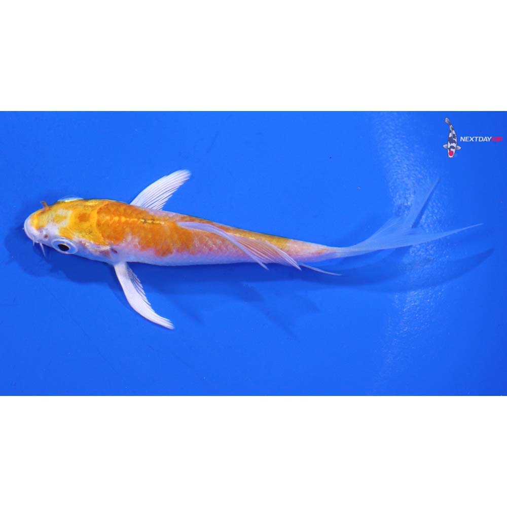 3.5” Imported Lemon Hariwake Butterfly Koi
