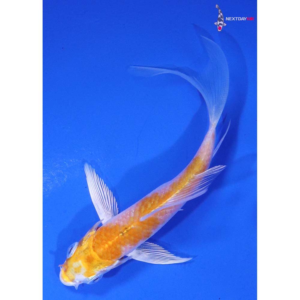 3.5” Imported Lemon Hariwake Butterfly Koi