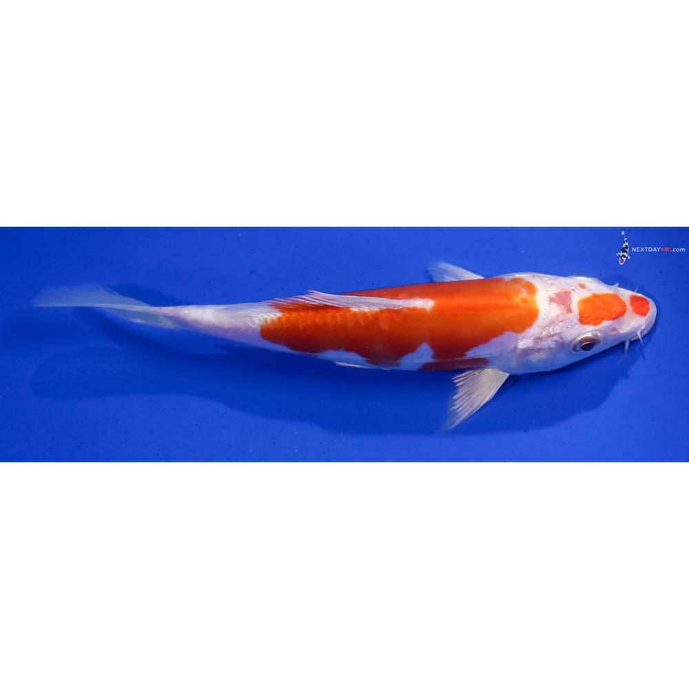 6.5” Imported Kikusui