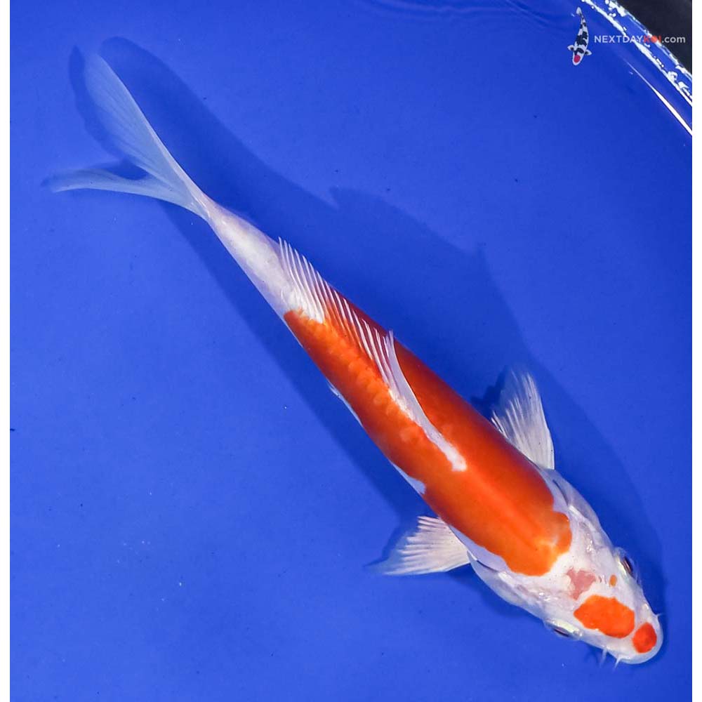 6.5” Imported Kikusui