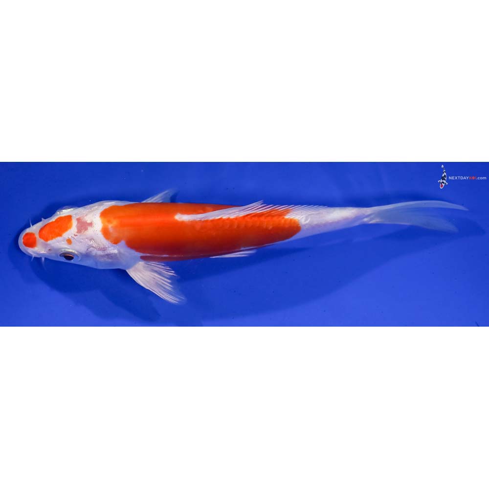 6.5” Imported Kikusui