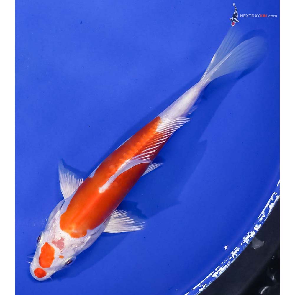 6.5” Imported Kikusui