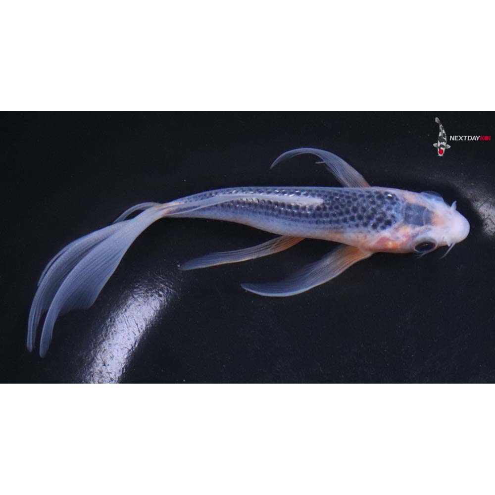 6” Imported Asagi Butterfly Koi