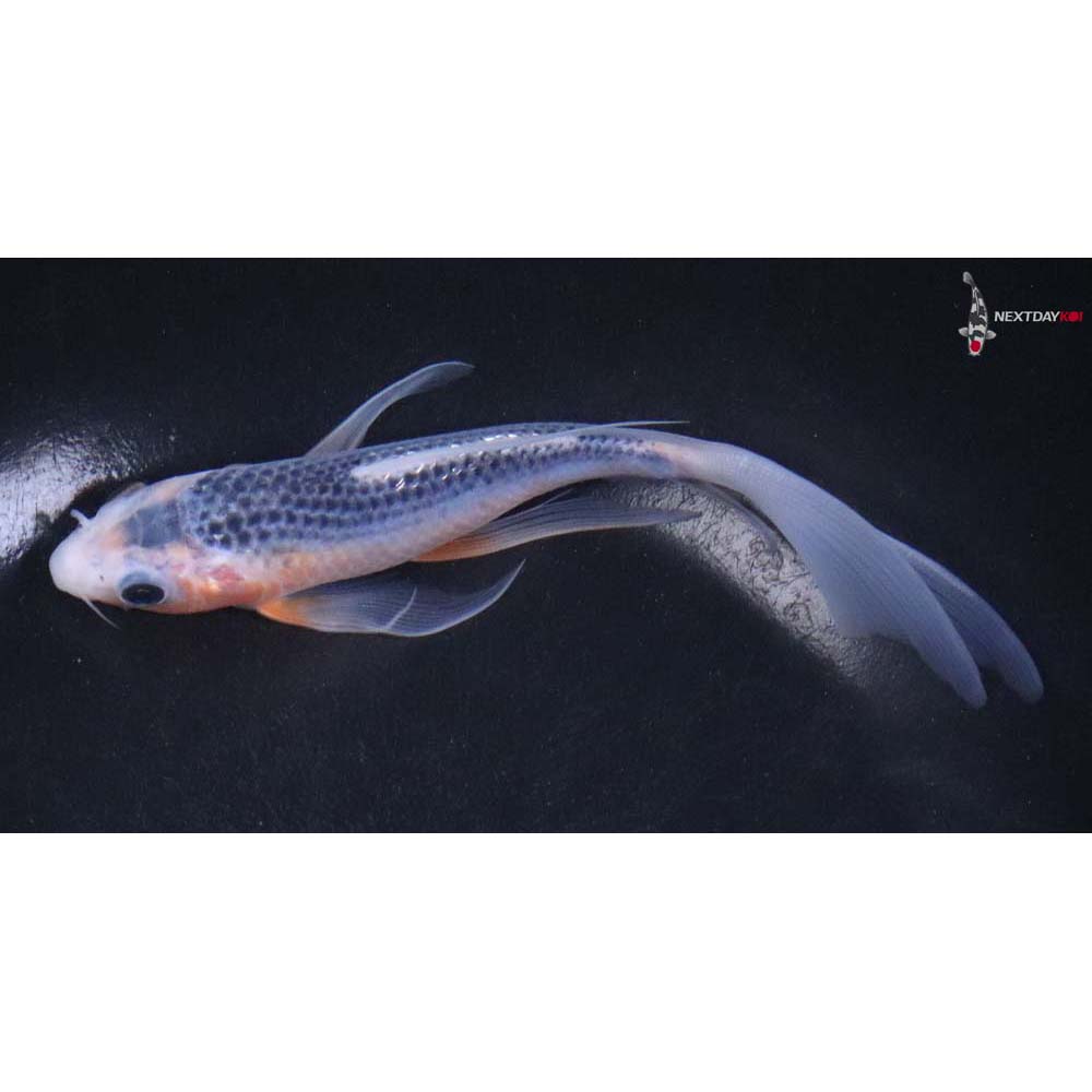 6” Imported Asagi Butterfly Koi