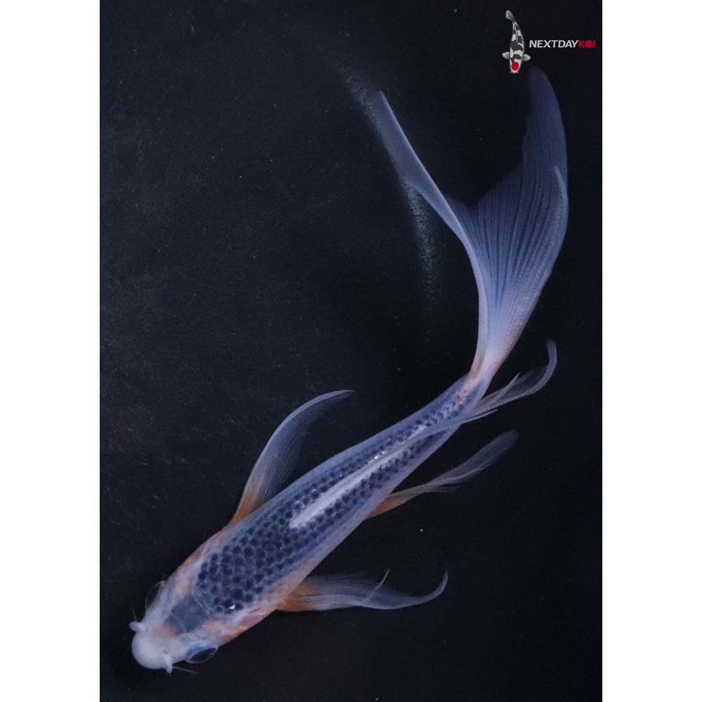 6” Imported Asagi Butterfly Koi