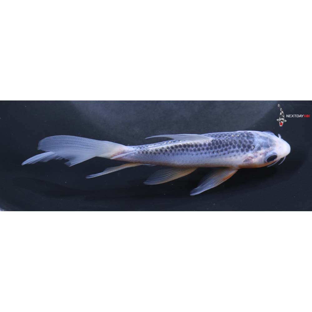 5” Imported Asagi Butterfly Koi