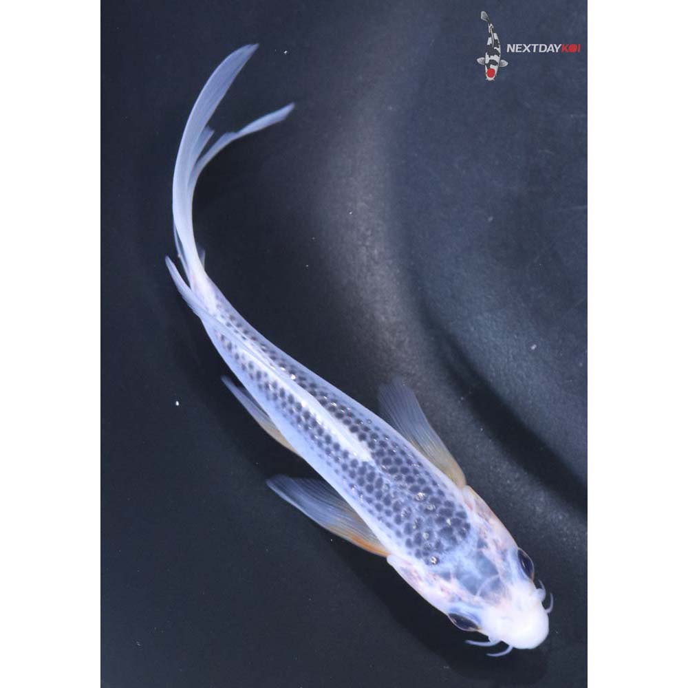 5” Imported Asagi Butterfly Koi
