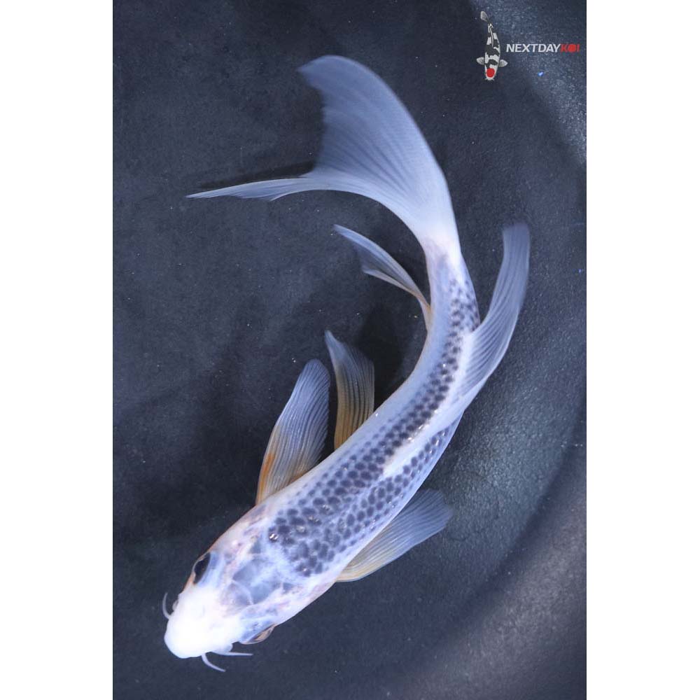 5” Imported Asagi Butterfly Koi
