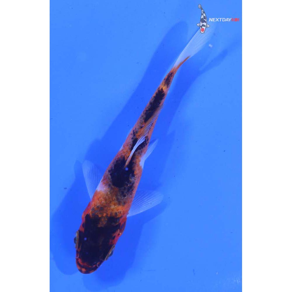 4” Imported Goromo