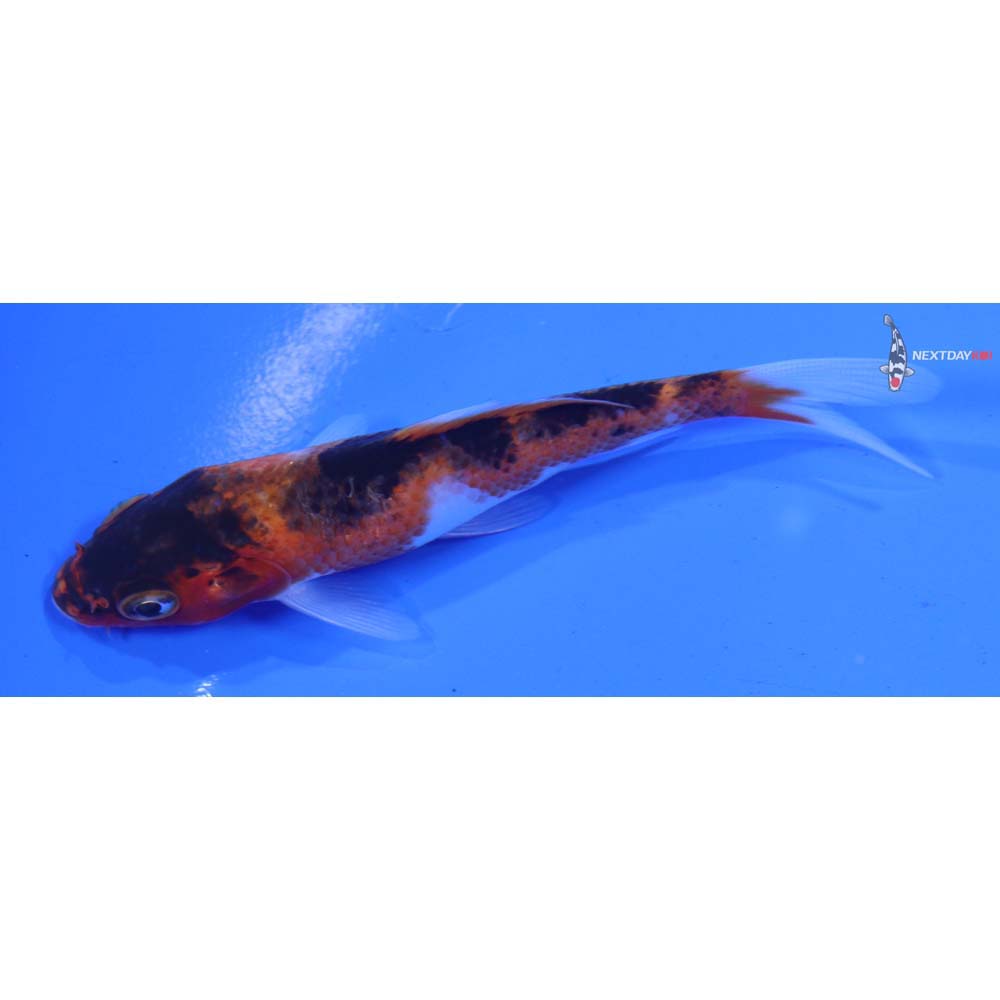 4” Imported Goromo