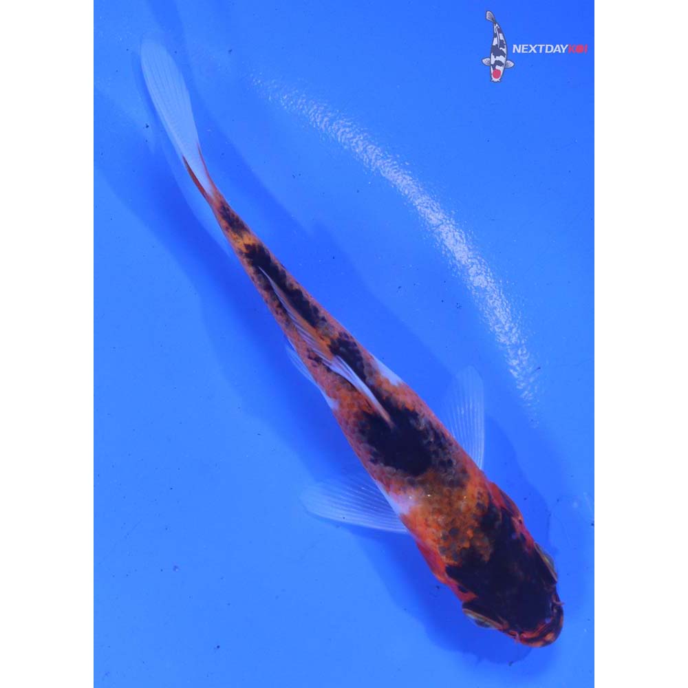 4” Imported Goromo