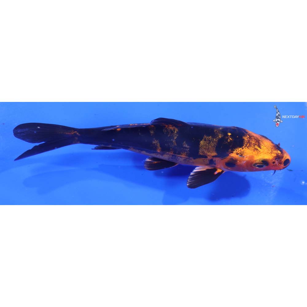 4.5” Imported Doitsu Kin Aka Bekko
