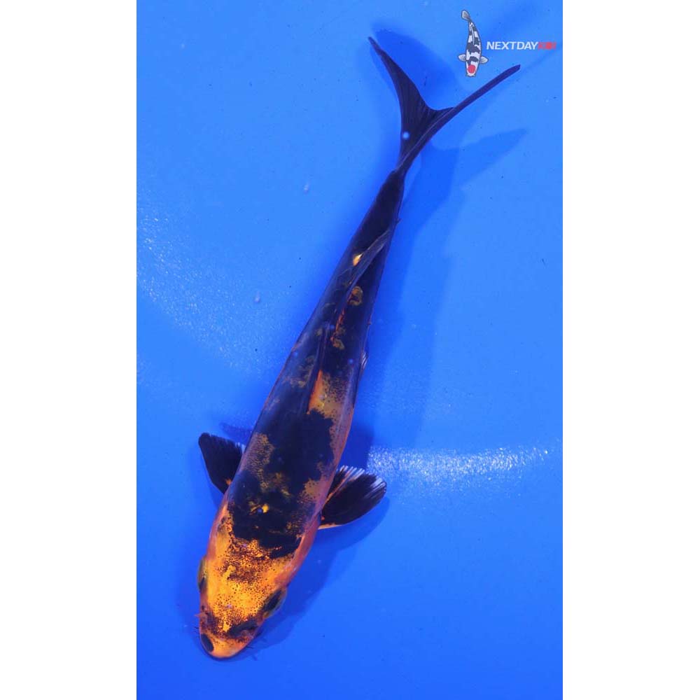 4.5” Imported Doitsu Kin Aka Bekko
