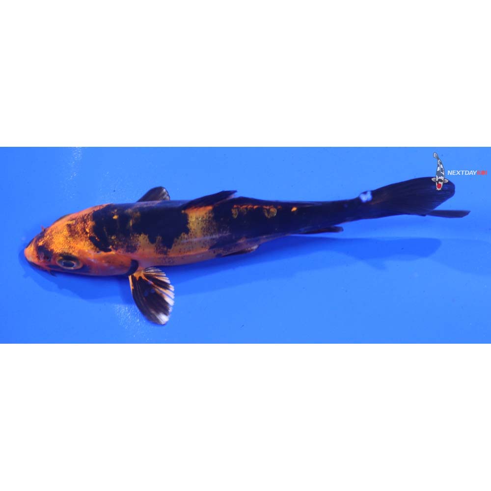 4.5” Imported Doitsu Kin Aka Bekko