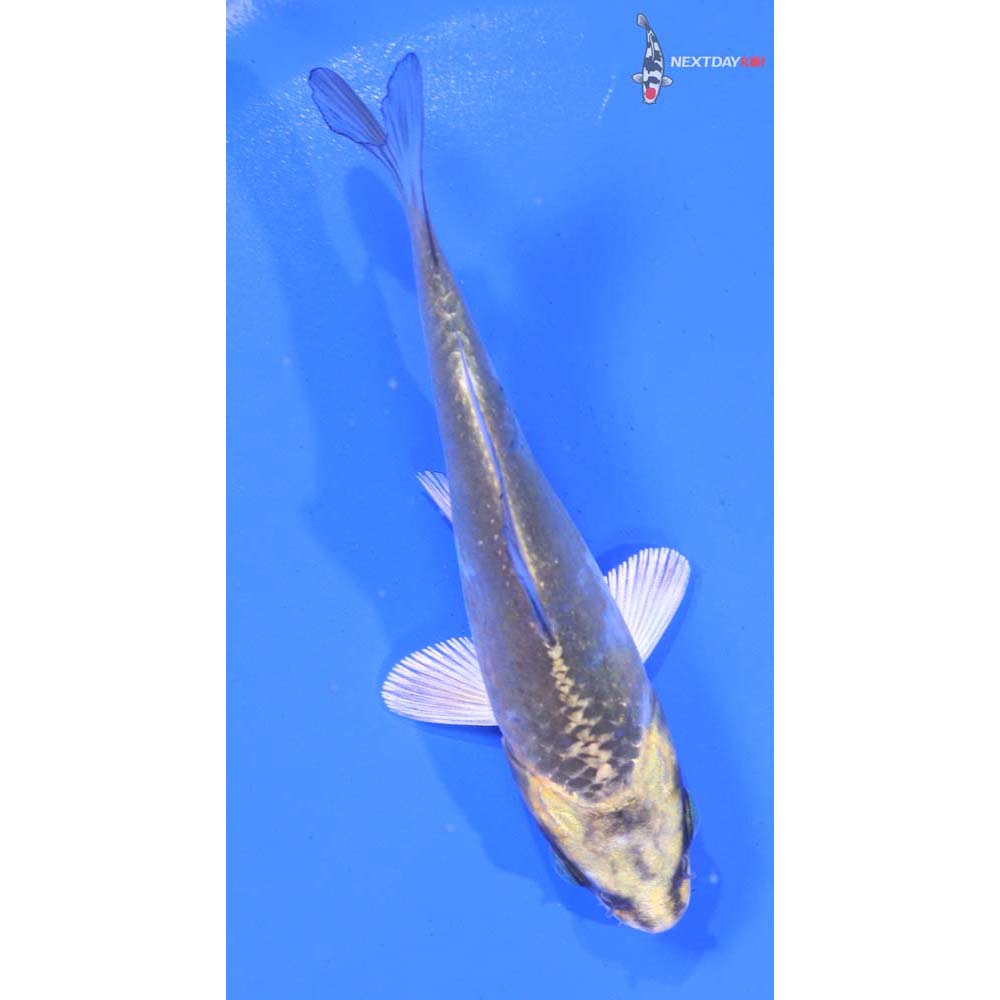 4.5” Imported Kujaku