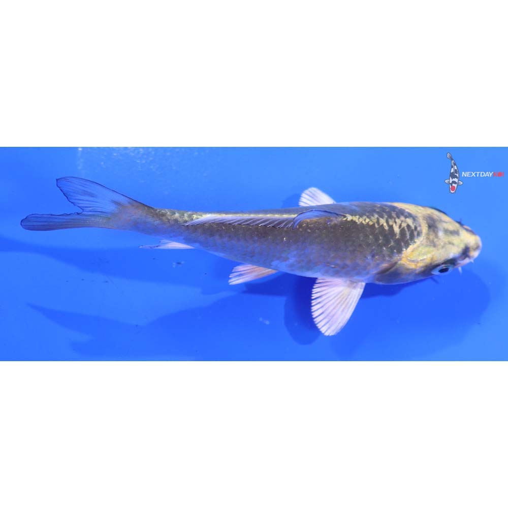 4.5” Imported Kujaku