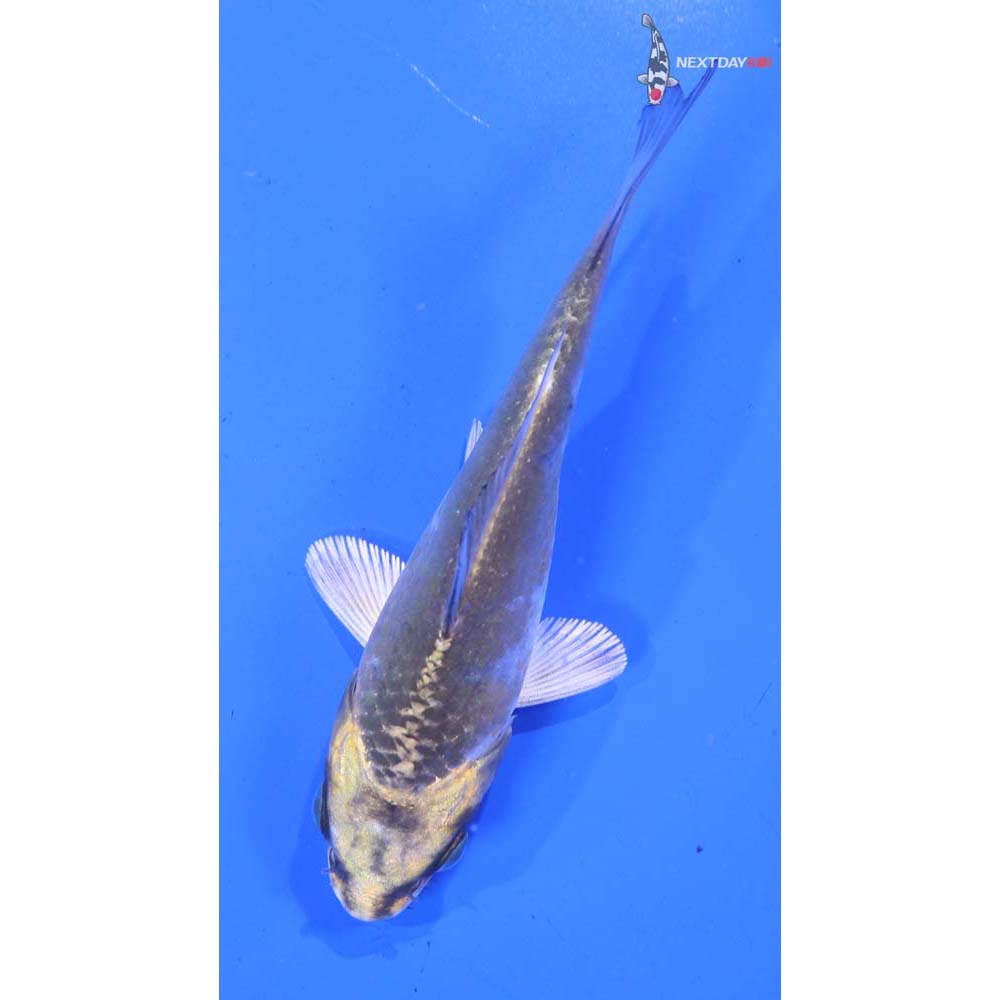 4.5” Imported Kujaku