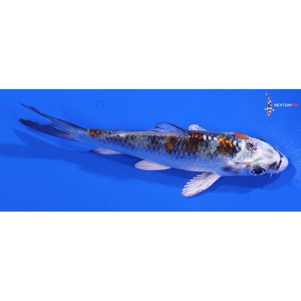 3” Imported Yamato Nishiki