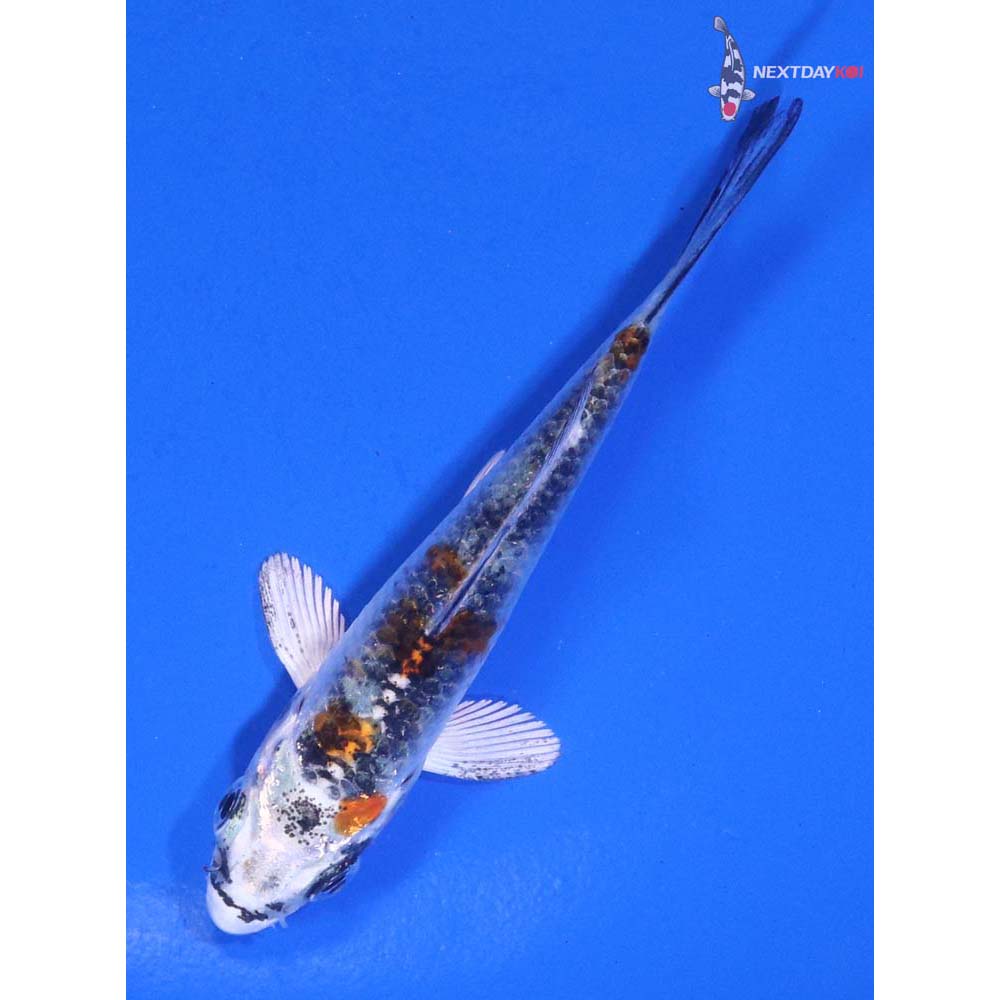 3” Imported Yamato Nishiki