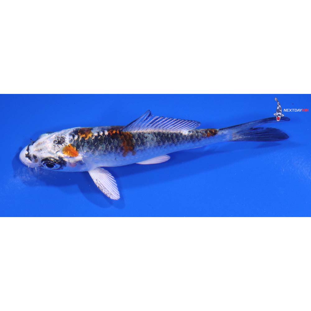 3” Imported Yamato Nishiki