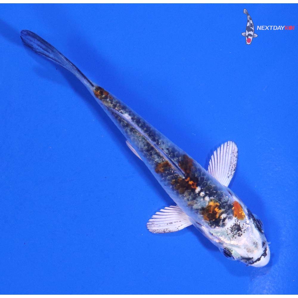 3” Imported Yamato Nishiki