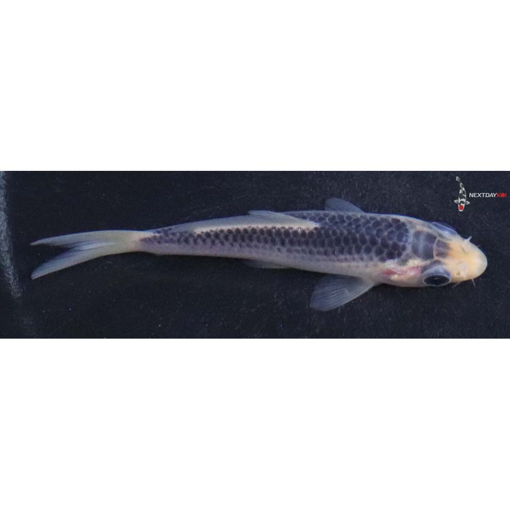 3.5” Imported Asagi