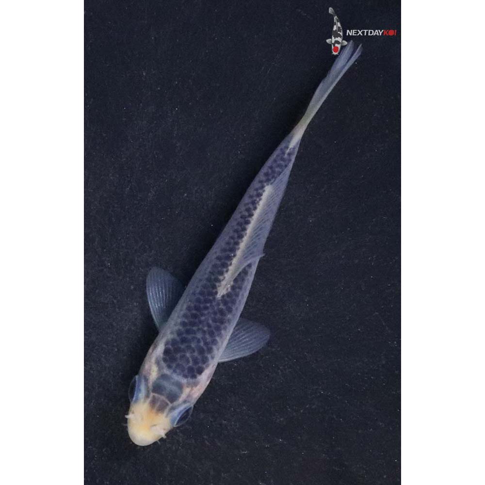 3.5” Imported Asagi