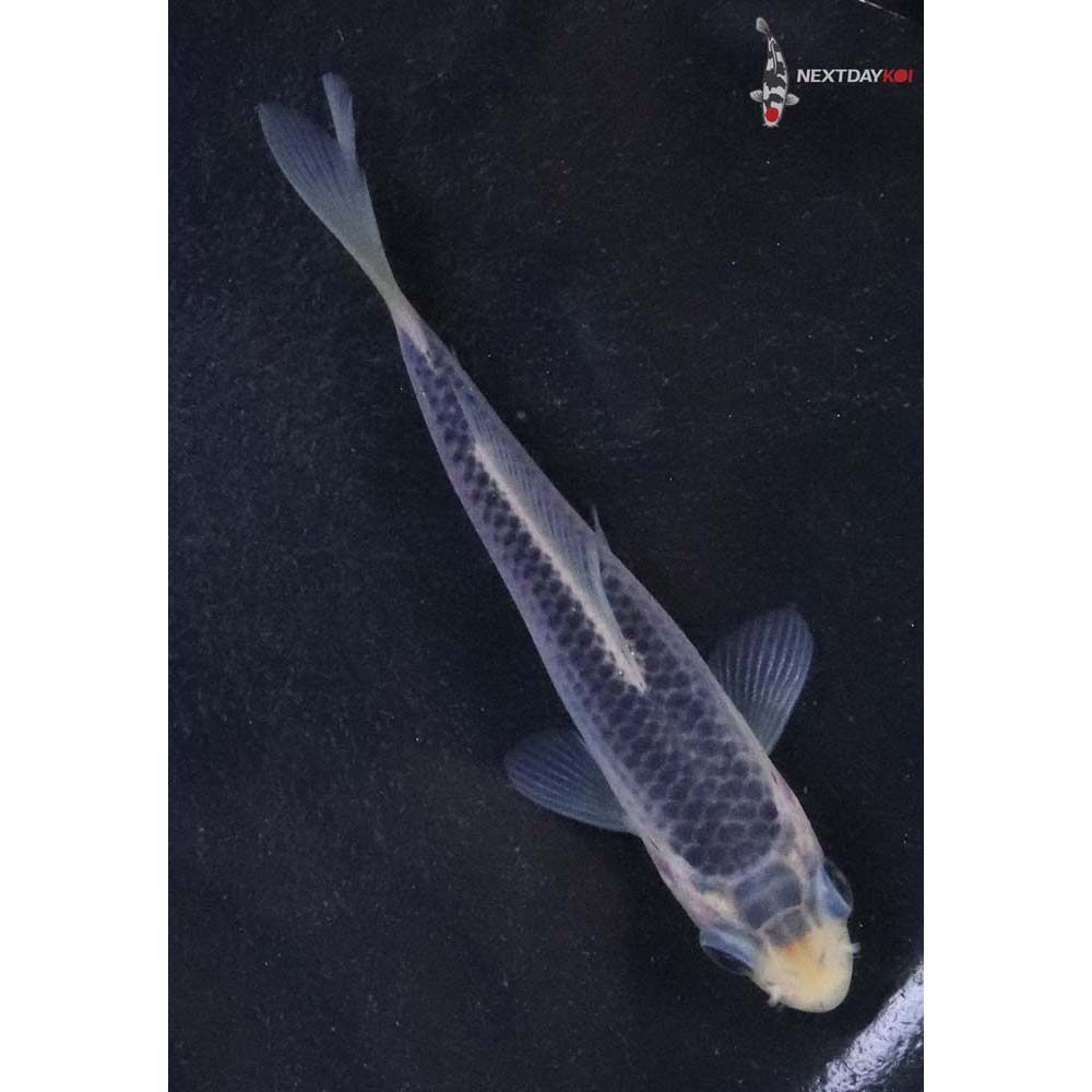 3.5” Imported Asagi