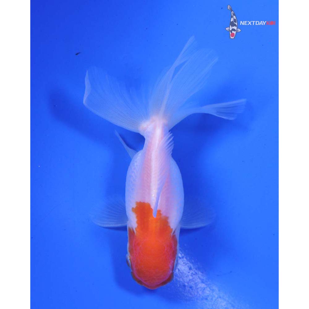 3” Imported Red and White Oranda