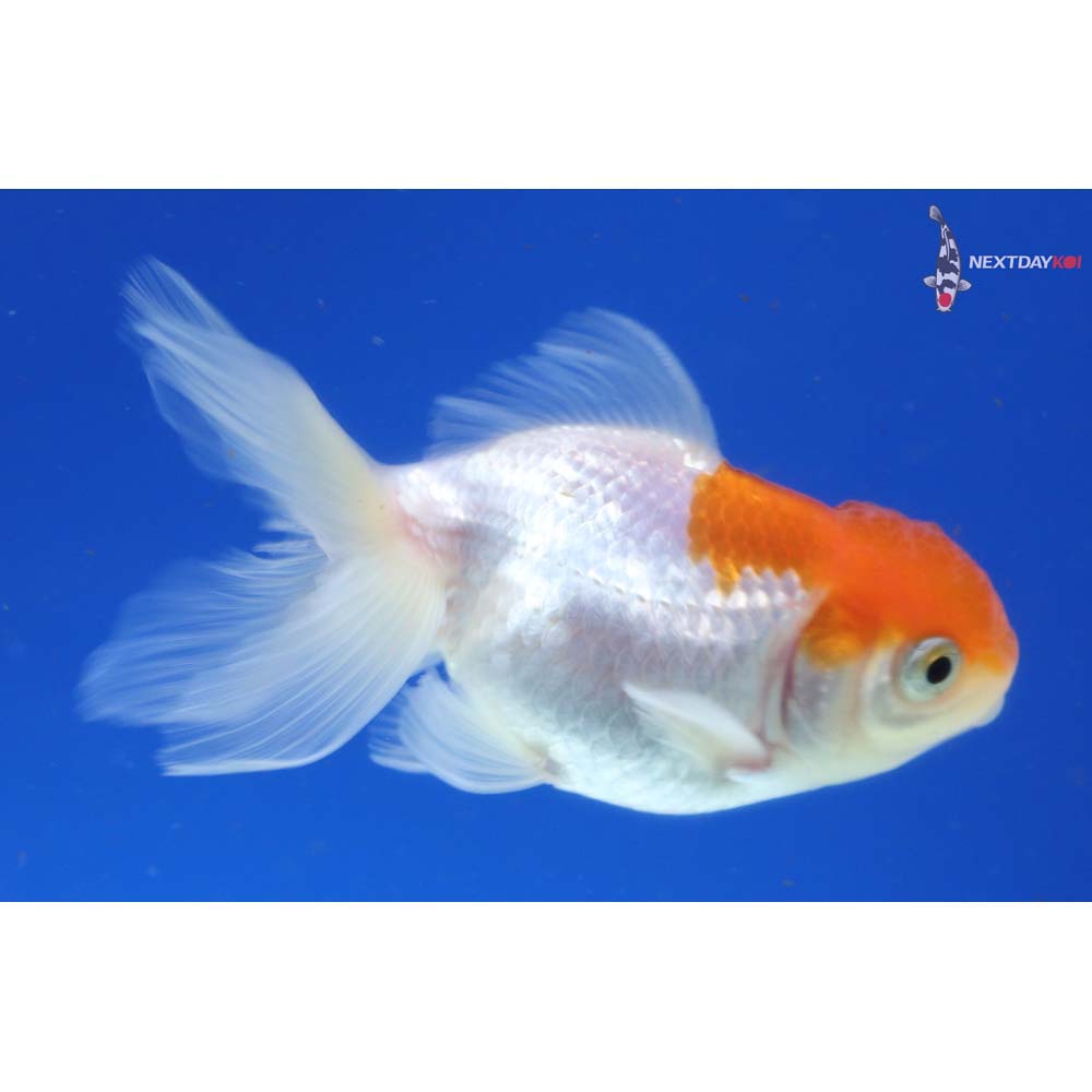 3” Imported Red and White Oranda