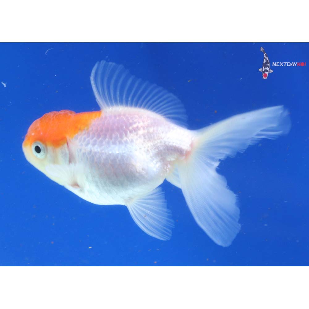 3” Imported Red and White Oranda