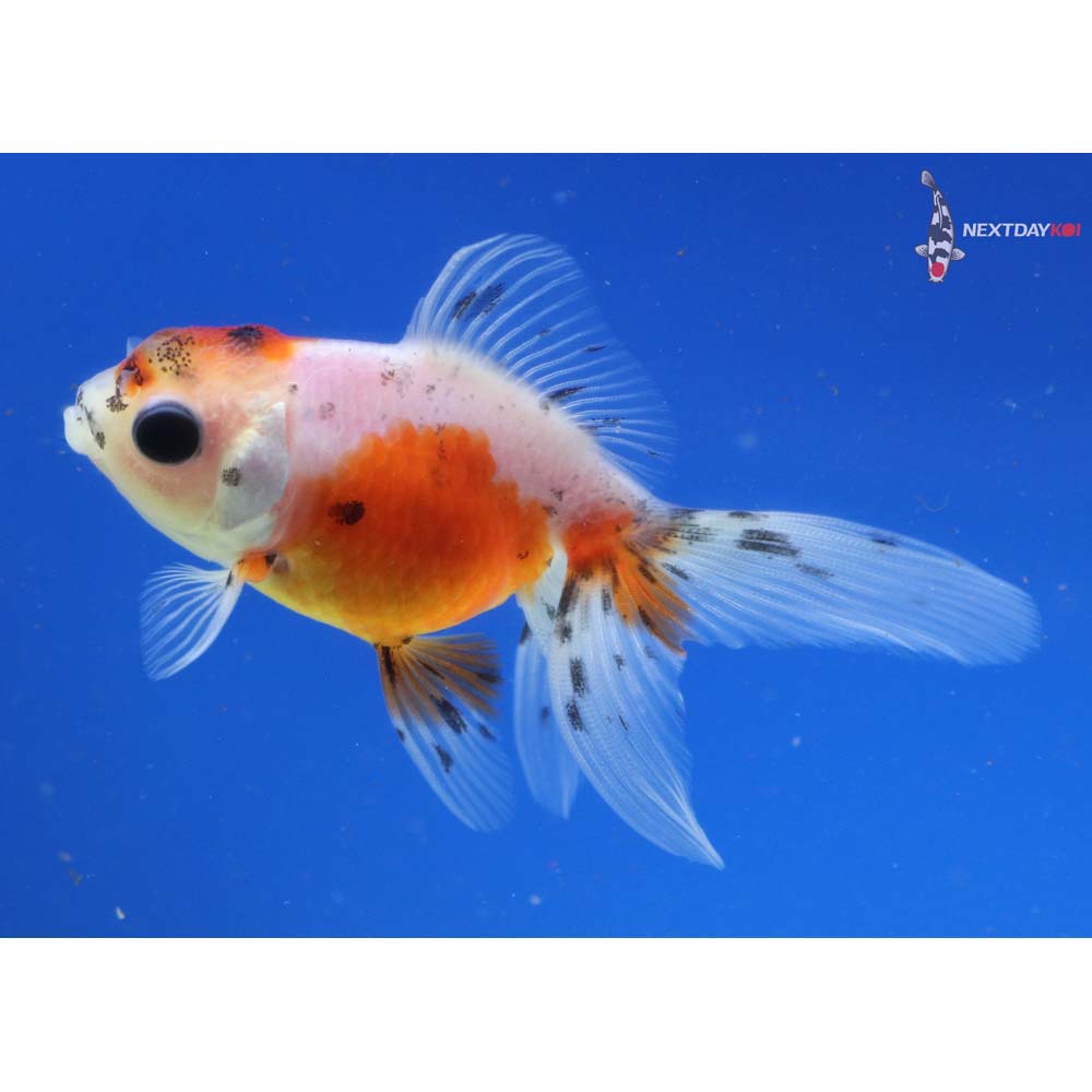 3” Imported Calico Oranda