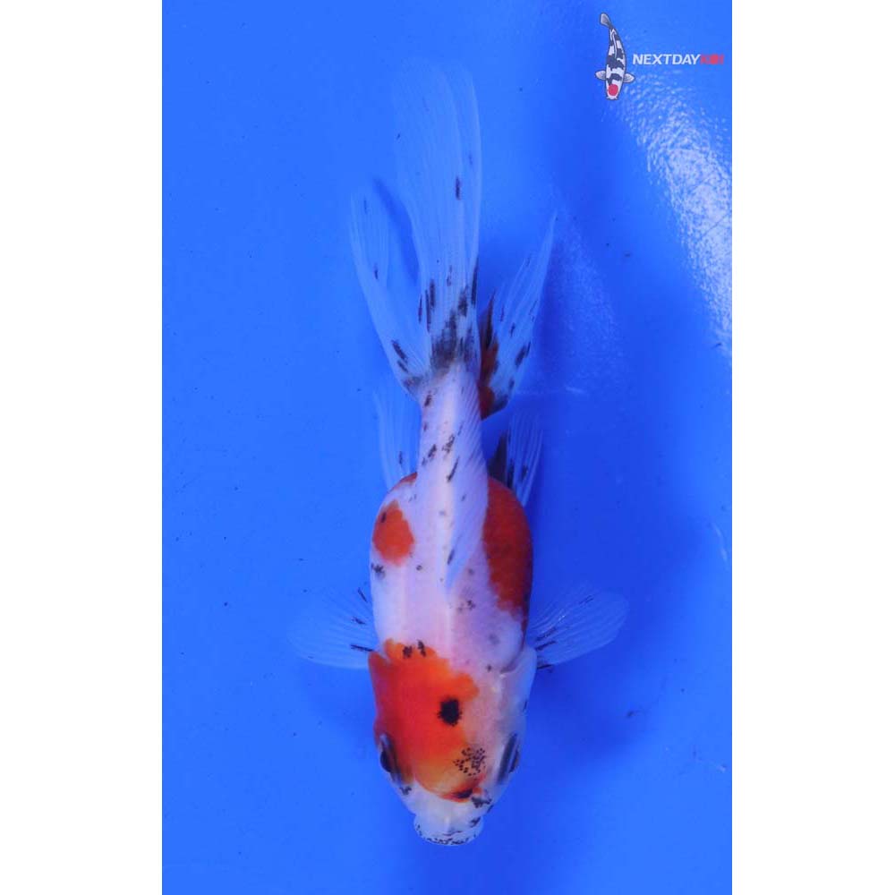 3” Imported Calico Oranda