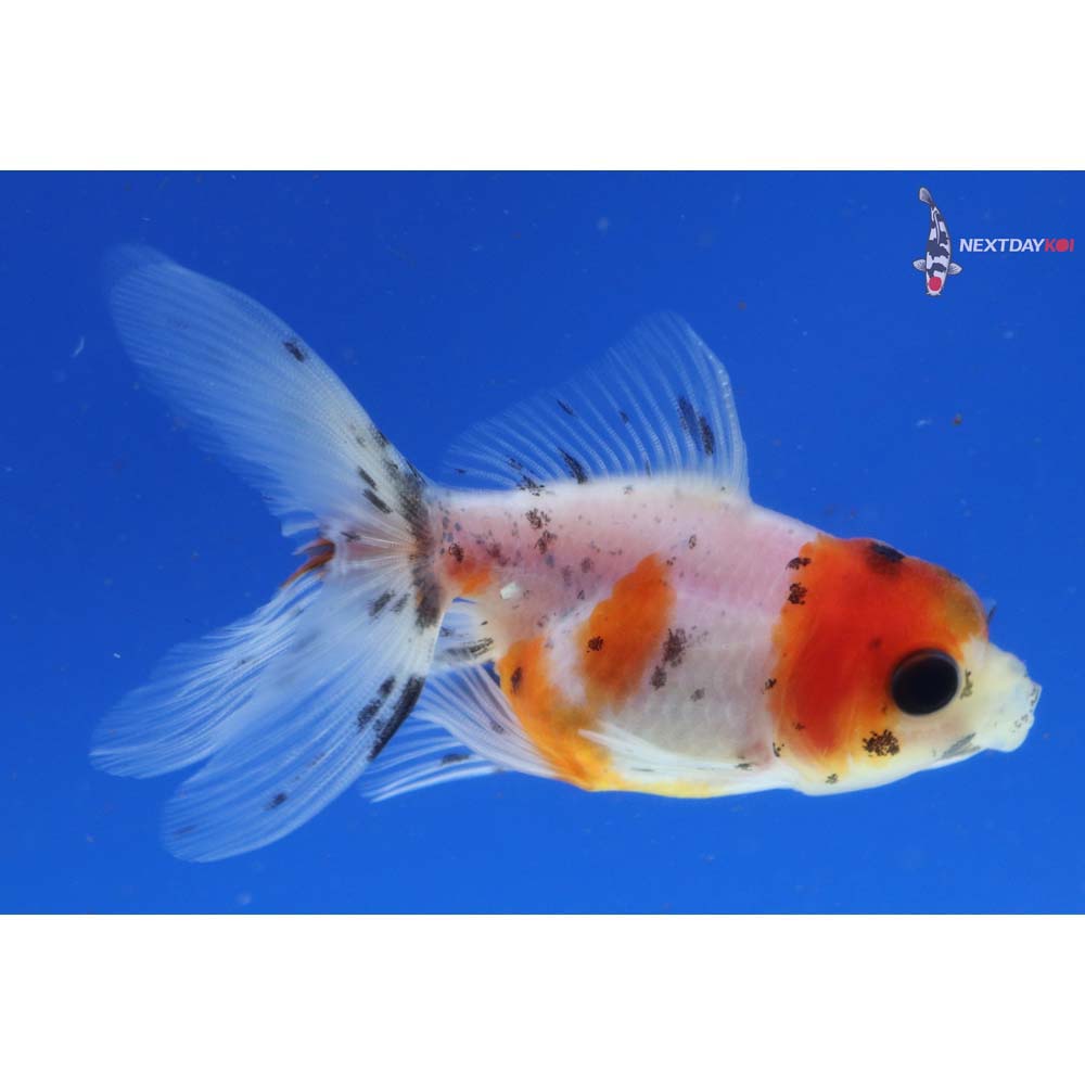 3” Imported Calico Oranda