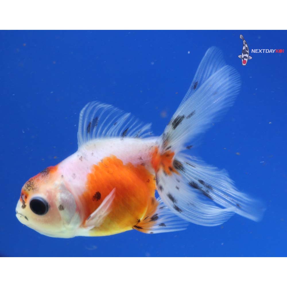 3” Imported Calico Oranda